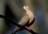 Mourning Dove632 1 100